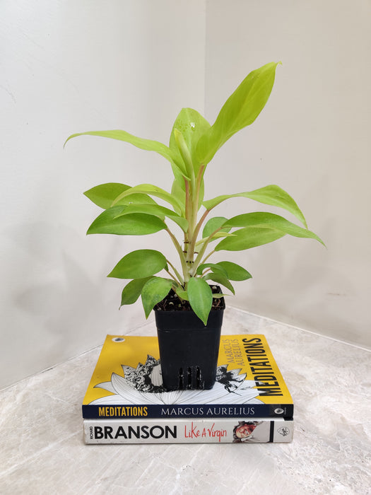 philodendron ceylon golden plant Buy Philodendron Ceylon Golden Online at Lowest Price in India – ChhajedGarden.com