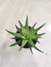 Aloe-Midnight-Variety-Best-Indoor-Succulents