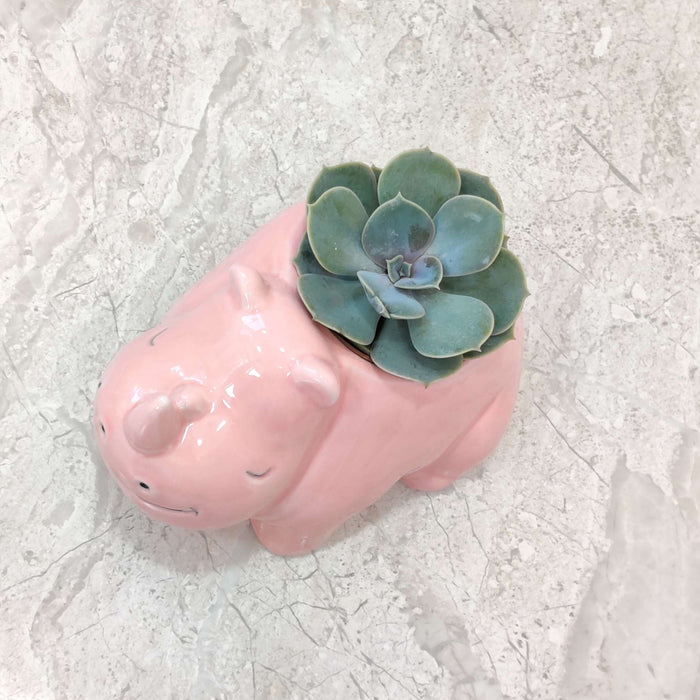 Blush rhino ceramic planter gift for plant lovers and home decor enthusiasts