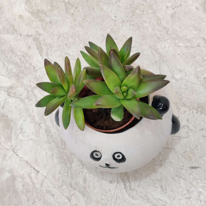 Panda ceramic planter gift for plant lovers and home decor enthusiasts