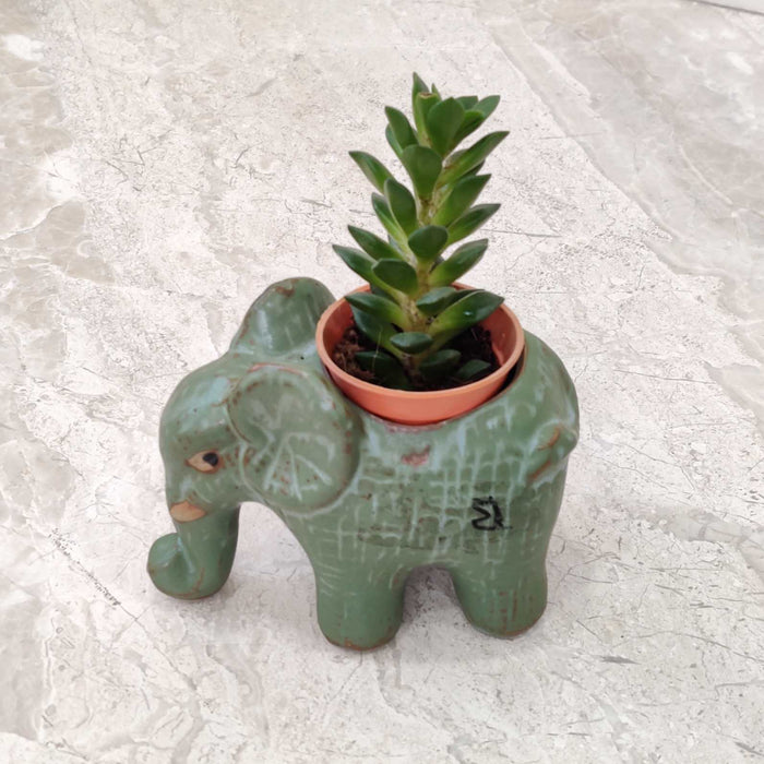 Royal elephant ceramic planter gift for plant lovers and home decor enthusiasts