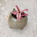 Smiling hedgehog ceramic planter gift for plant