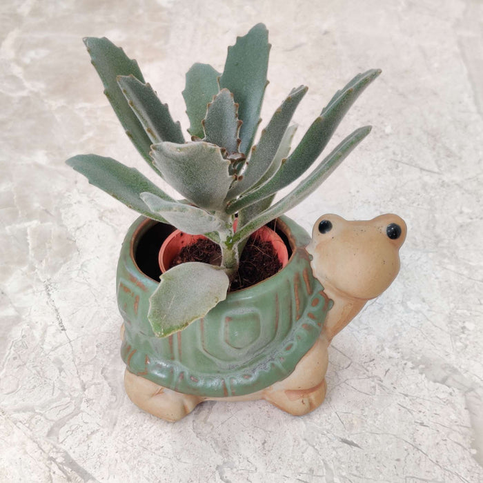 Turtle ceramic planter gift for plant lovers and home decor enthusiasts