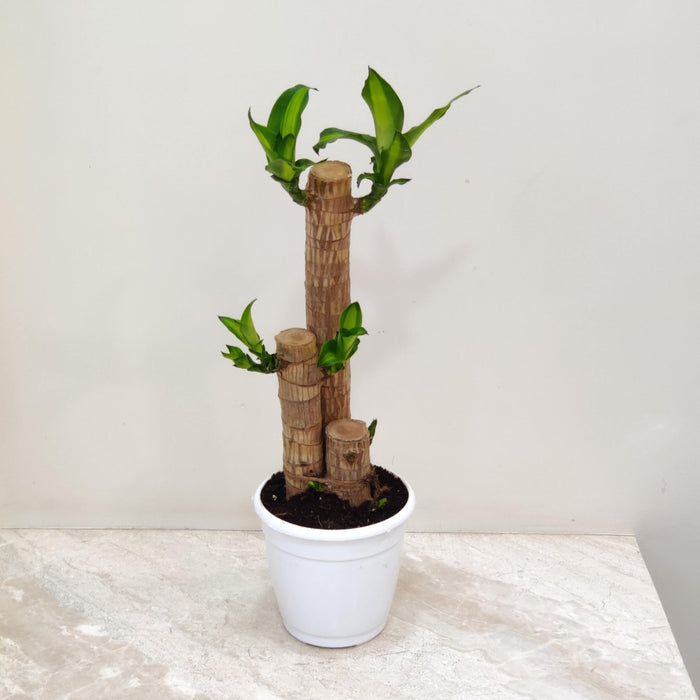 Lucky bamboo Vastu plant for home décor