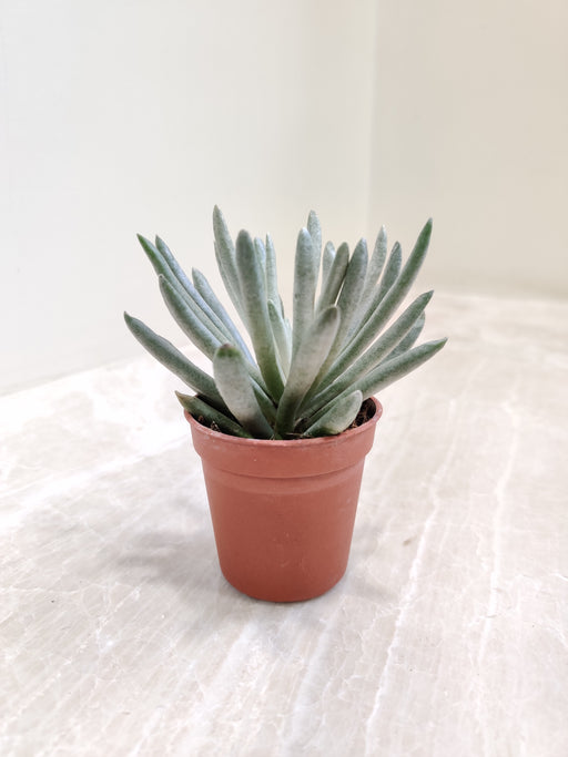 Senecio Scaposus Succulent in Terracotta Pot - Buy Online