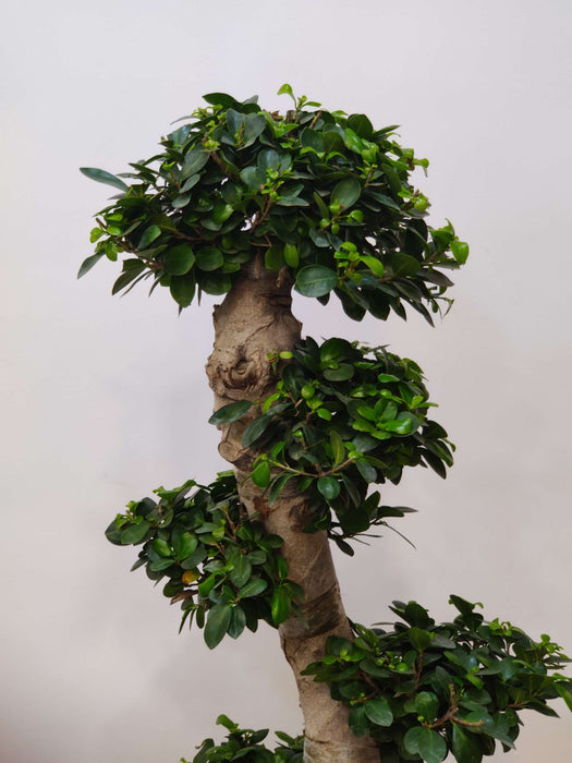 Low-maintenance ficus bonsai plant