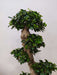 Low-maintenance ficus bonsai plant