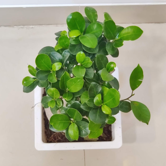 Indoor Bonsai Tree Ginseng Ficus with Thick Trunk