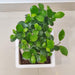 Indoor Bonsai Tree Ginseng Ficus with Thick Trunk