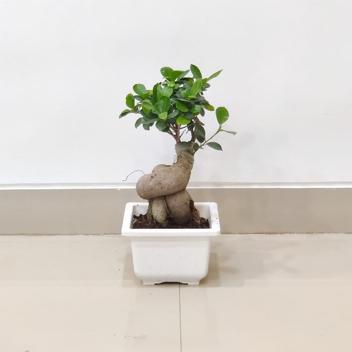 Air Purifying Ginseng Ficus Plant for Office Desk