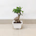 Air Purifying Ginseng Ficus Plant for Office Desk
