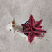 Premium giraffe ceramic planter ideal for succulents and air plants