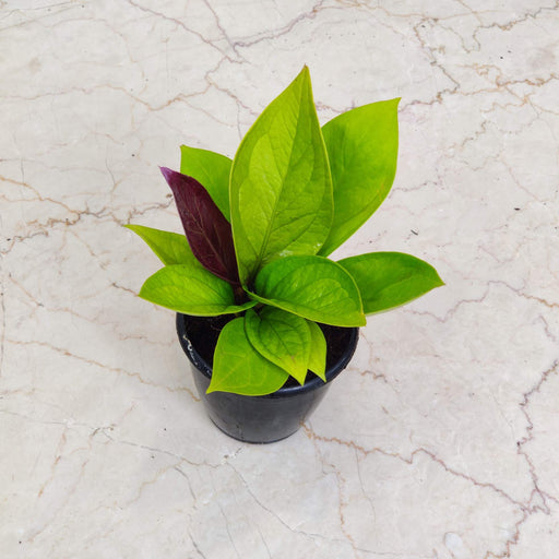 Golden green Anthurium indoor plant India