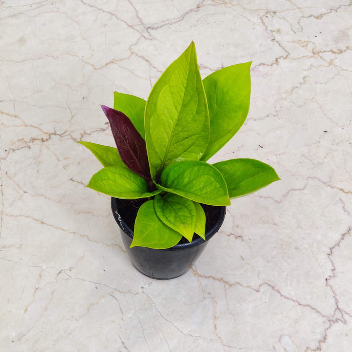 Golden green Anthurium indoor plant India