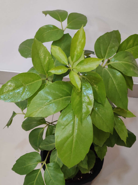 Buy Golden Brassla plant online in pot