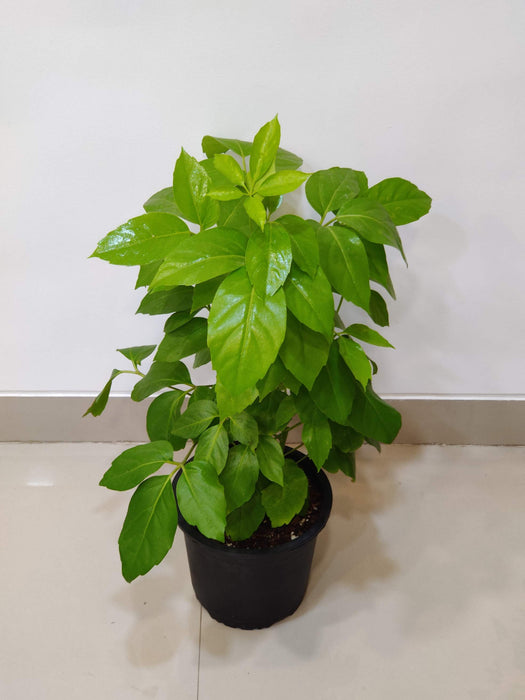 Potted Golden Brassla for indoor use