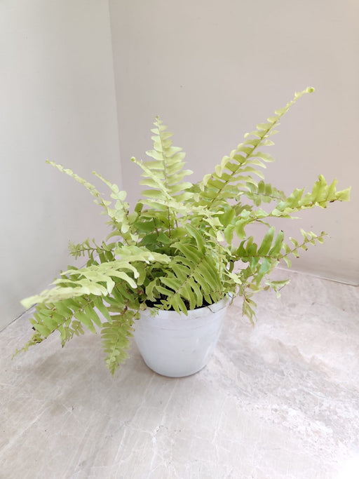 Indoor Golden Fern Plant with Green Leaves