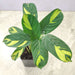 Golden Mosaic Calathea tabletop plant India