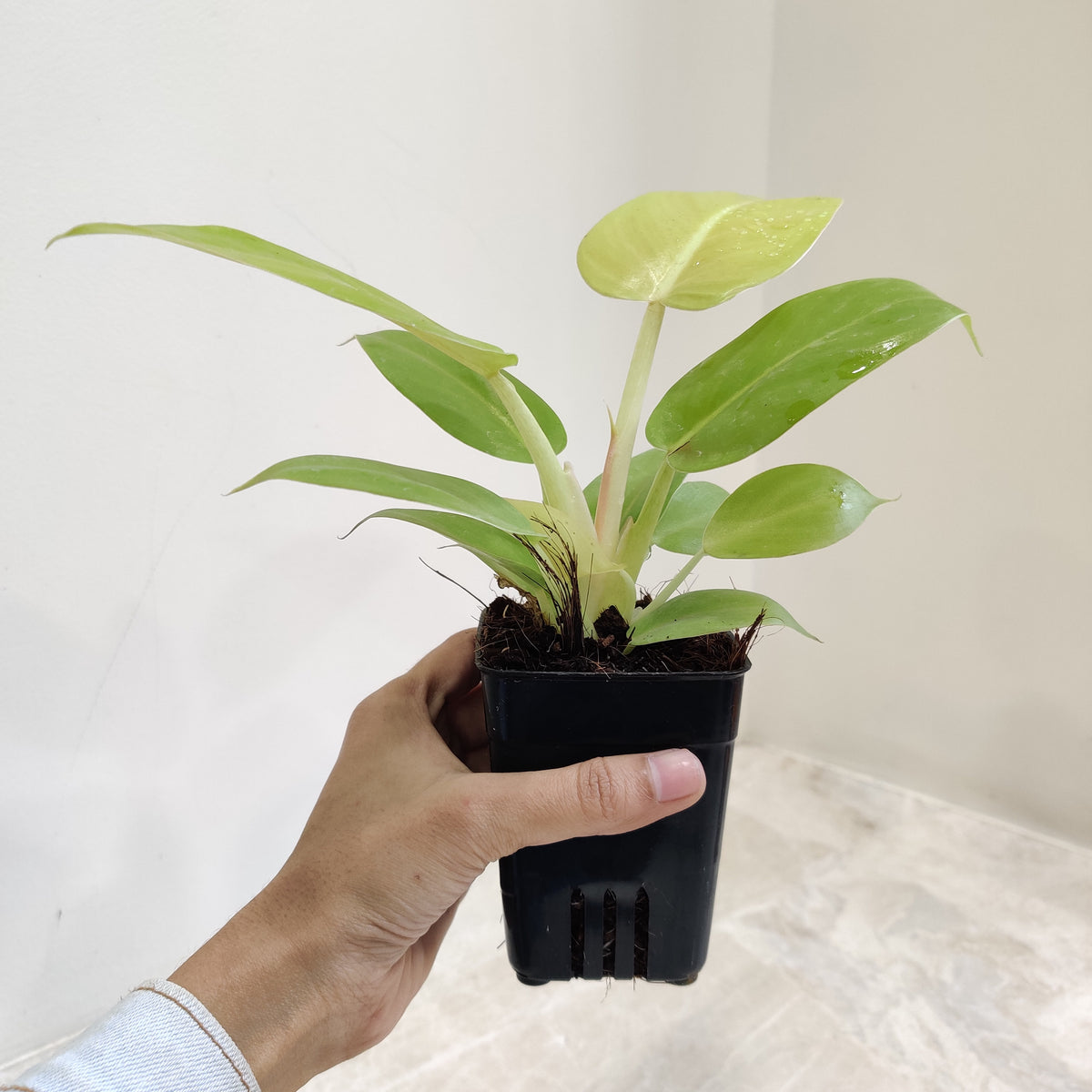 philodendron golden melinonii Philodendron Golden Melinonii Indoor Plant
