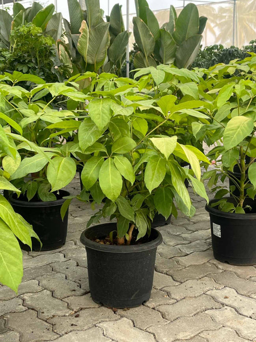 Golden Schefflera plant in black nursery pot