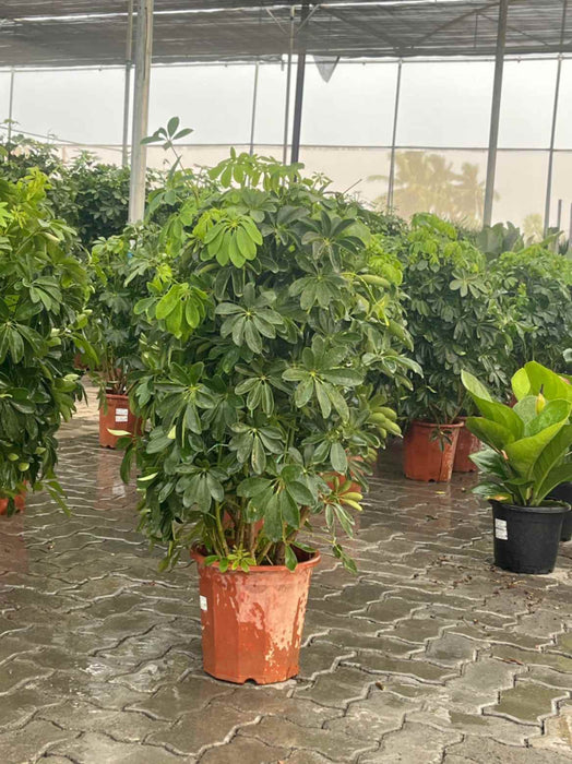 Lush green Umbrella plant in tropical garden setting