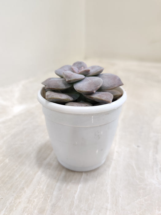 Rare Graptopetalum Superbum succulent close-up