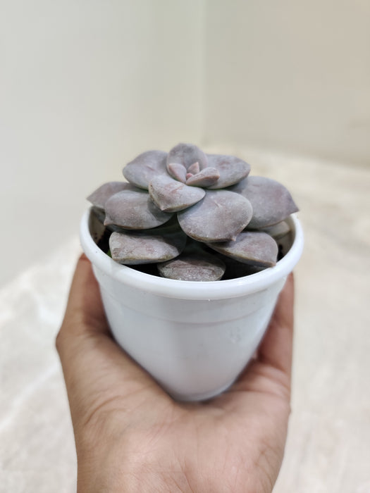 Unique patterned Graptopetalum Superbum plant