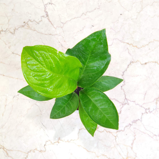 Green Jenmani Anthurium indoor plant India