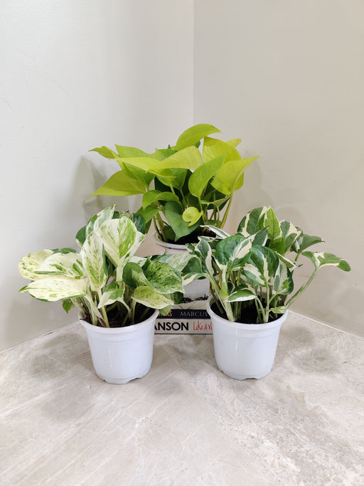 Indoor Green Money Plant Trio in White Pots