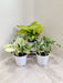 Indoor Green Money Plant Trio in White Pots