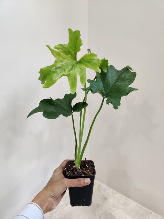 Lush Green Philodendron Lickety Indoor