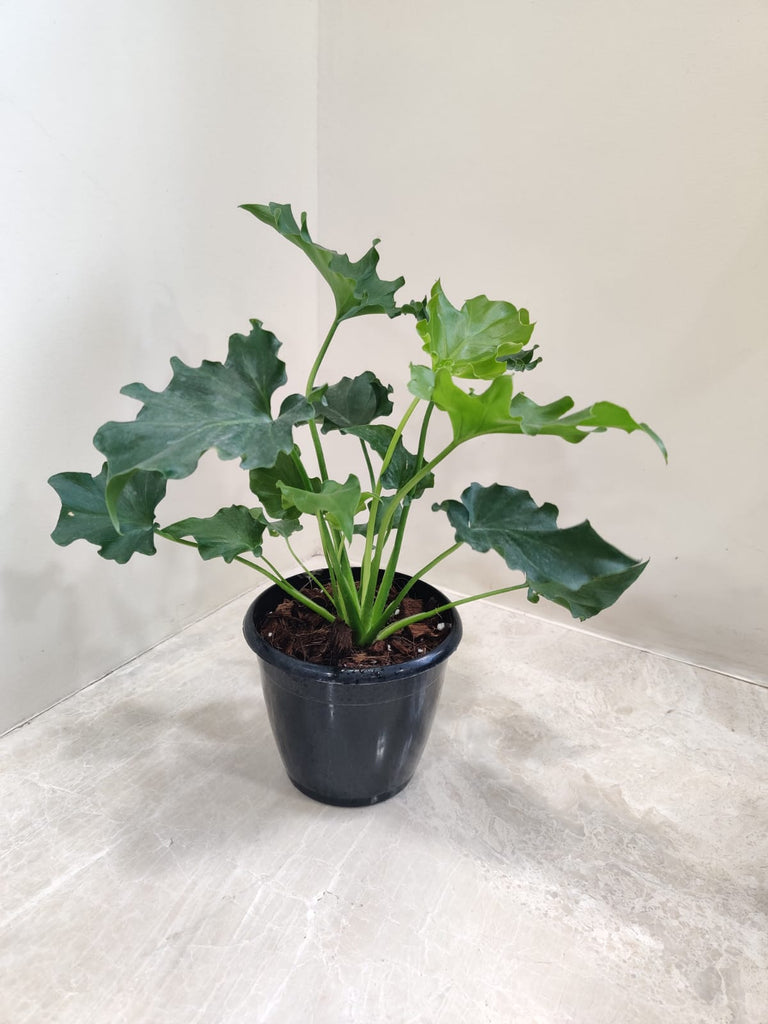 philodendron spiritual meaning Philodendron Selloum Green