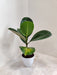 Green Rubber Plant in White Pot Indoor