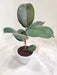 Ficus elastica with vibrant green leaves in compact form
