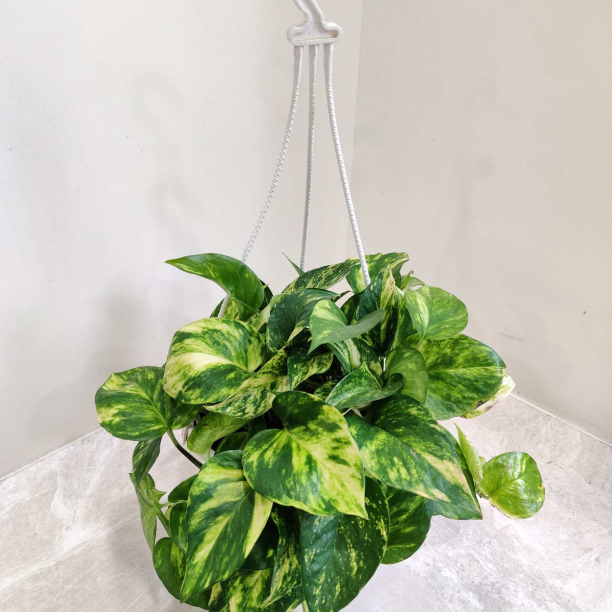 Money Plant Marble With Hanging Pot