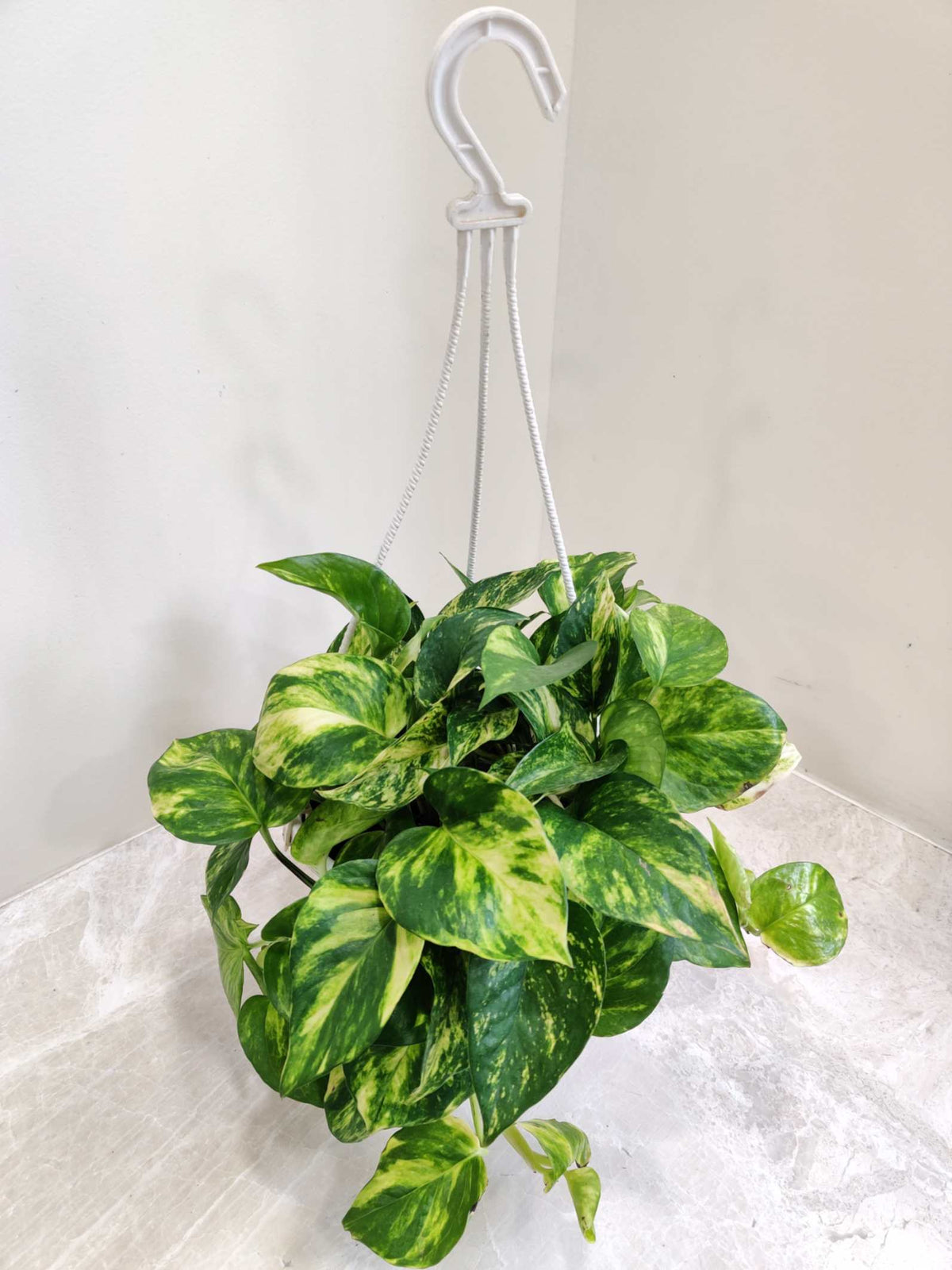 variegated money plant Shop Variegated Golden Money Plant in Hanging Pot Online India –  ChhajedGarden.com