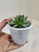 Green-Wheel-Plant-Perfect-Gift-For-Plant-Lovers