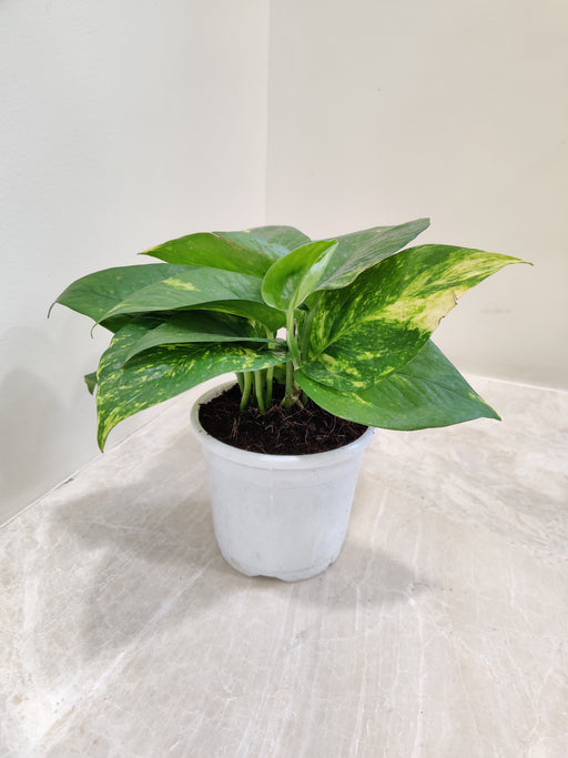 variegated money plant Buy Variegated Money Plant Online India at Lowest Price – ChhajedGarden.com