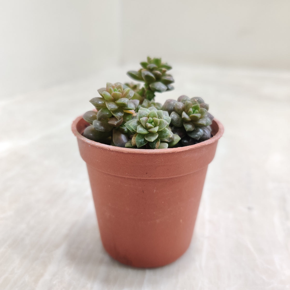 Sedum 'Little Gem' - Miniature Succulent for Home – ChhajedGarden.com