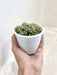 hand-holding-pachyphytum-compactum-succulent