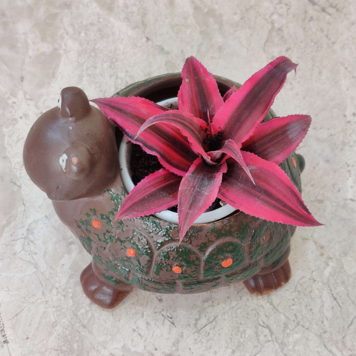 Happy turtle ceramic planter for succulents and small indoor plants.