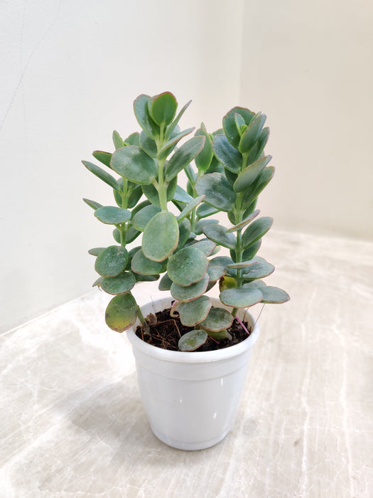 Kalanchoe Marnieriana lush green succulent on sale