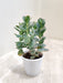 Kalanchoe Marnieriana lush green succulent on sale