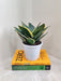 Air-cleaning large Sansevieria plant, ideal for indoor spaces