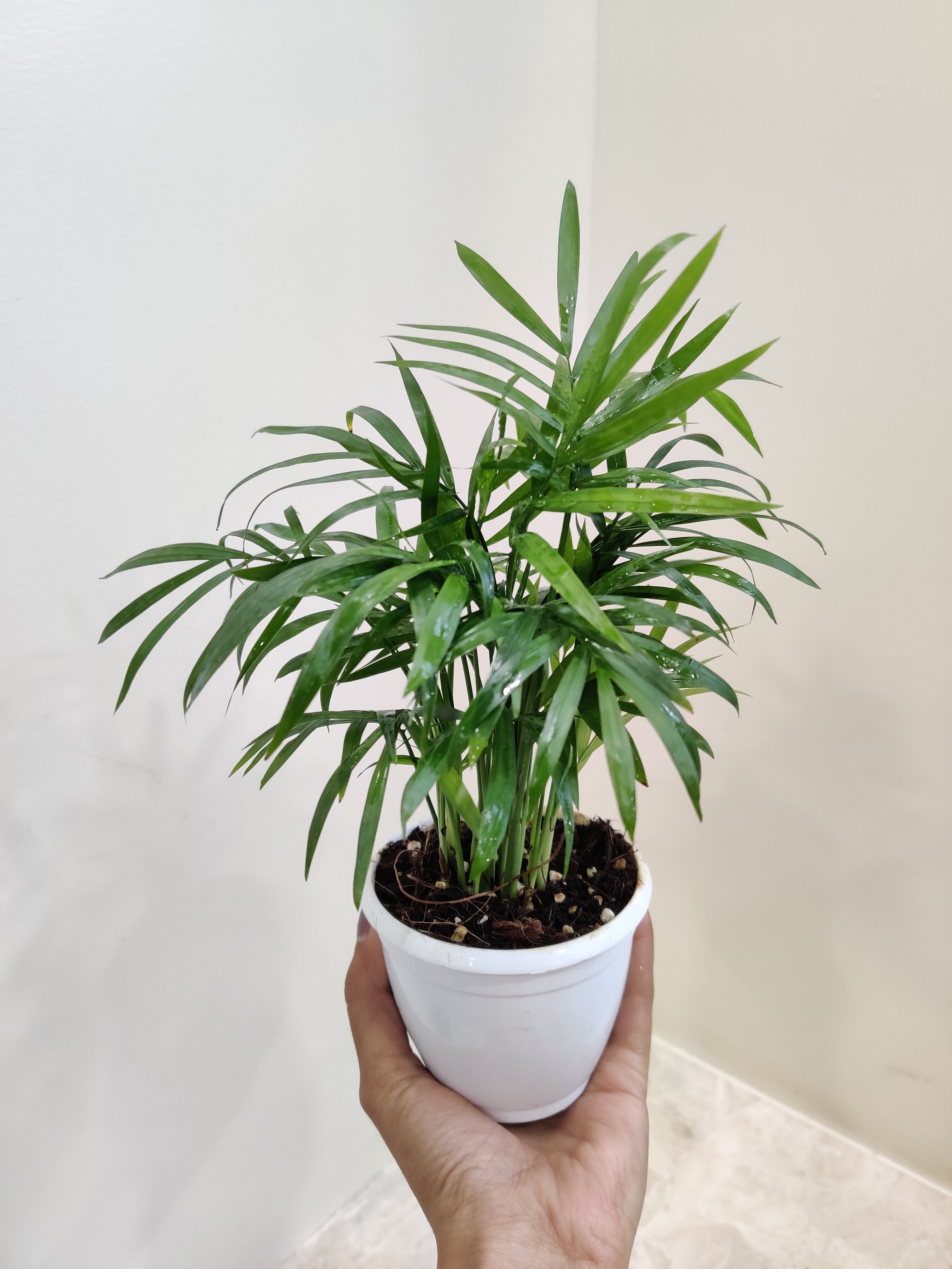 picture of bamboo palm plant Bamboo Palm Plant - Indoor Houseplant | Air-Purifying Indoor House Plant for Home & Office | Easy-Care, Low-Maintenance Plant