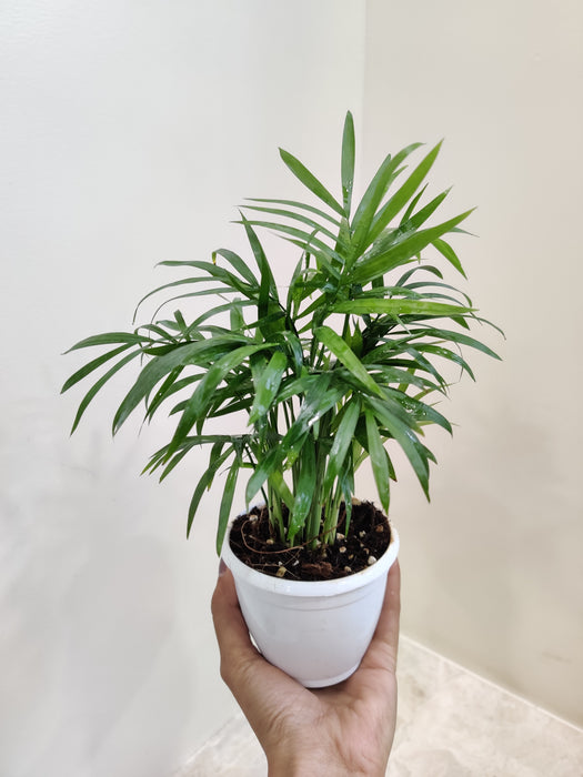 small palm plant indoor Bamboo Palm Plant - Indoor Houseplant | Air-Purifying Indoor House Plant for Home & Office | Easy-Care, Low-Maintenance Plant