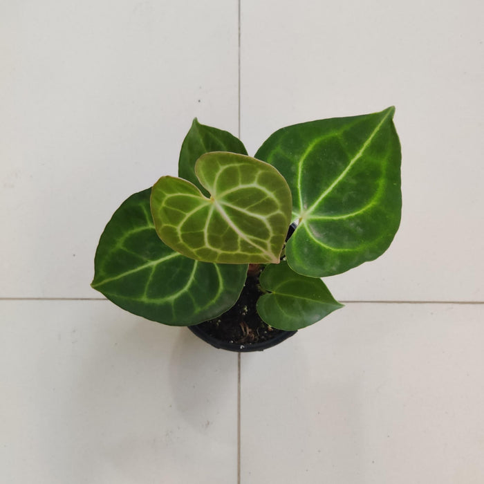 Heart shaped Anthurium with white veins