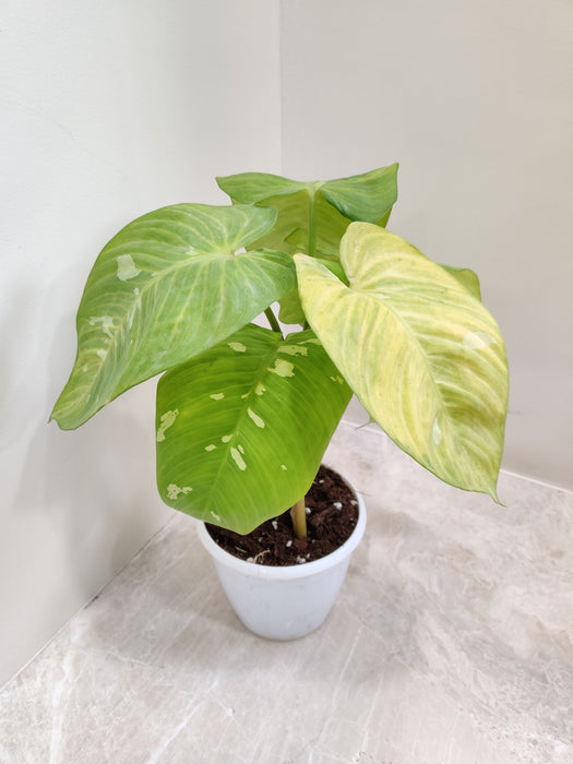 Philodendron Pastazanum Silver with large, heart-shaped leaves