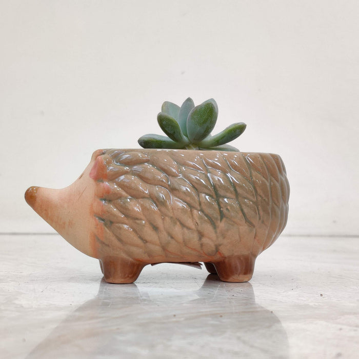 Hedgehog Ceramic Pot for Succulents