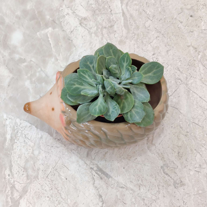 Premium baby hedgehog ceramic planter ideal for succulents and air plants